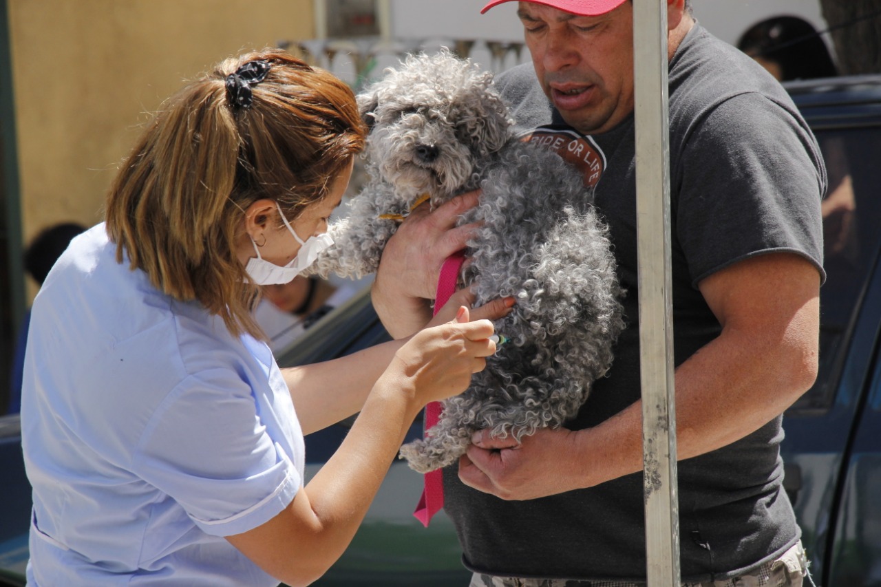 La Municipalidad de San Miguel, informó que hasta el 16 de enero la posta itinerante de zoonosis va a estar en: Casacuberta 1730, entre Los Andes y Tribulato.