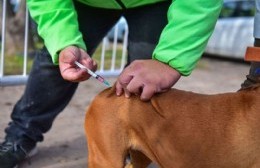 San Miguel: avanza la vacunación y castración gratuita para los animales