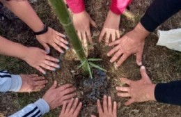 Beneficia a la ciudad de San Miguel: con árboles nativos buscan paliar los efectos de incendios y sequía prolongada